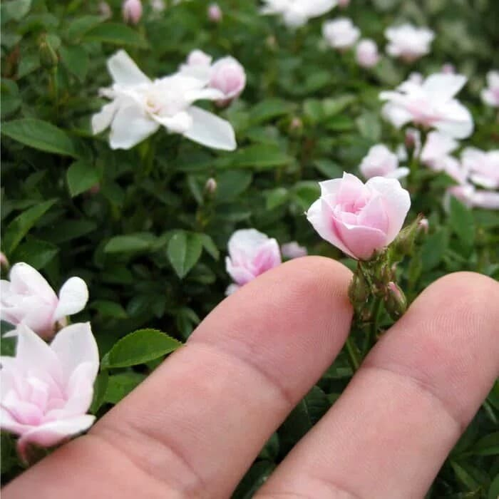 Sindo - Miniature Roses for Tropical Garden | Petite Blooms and Easy ...