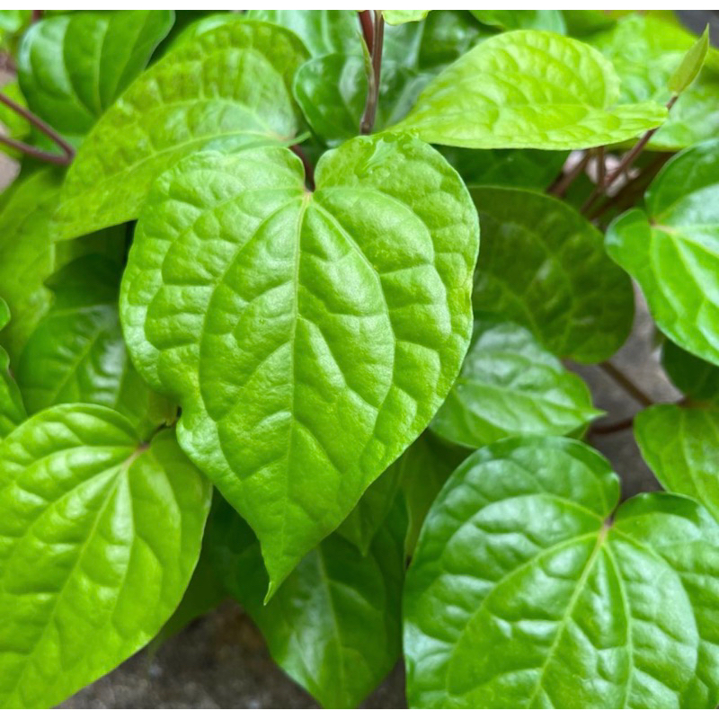 Piper betle , Betel Pepper (0.3m) | Shopee Singapore