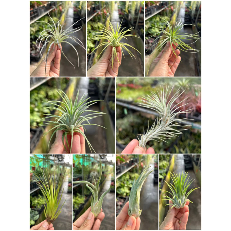 Plant & Plant, Online Shop | Shopee Singapore