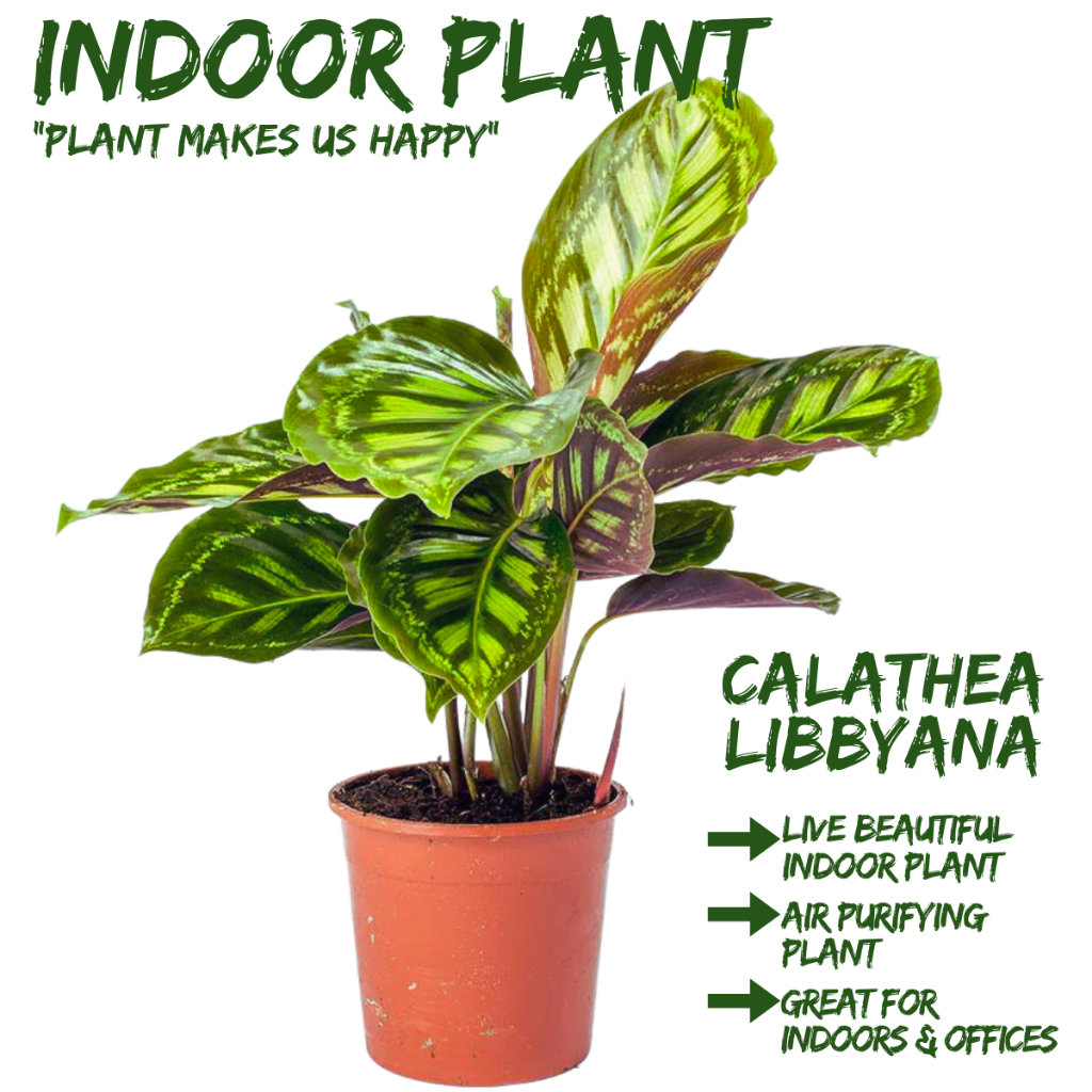 Local Seller] Calathea Libbyana Prayer Plant Houseplant Indoor Plant Pot  Size 15cm | The Garden Boutique - Live Plant | Shopee Singapore