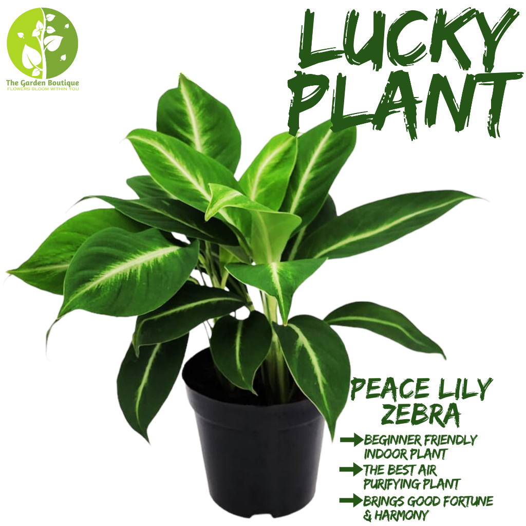 [Local Seller] Peace Lily Zebra Fresh Houseplant Lucky Indoor Plant ...