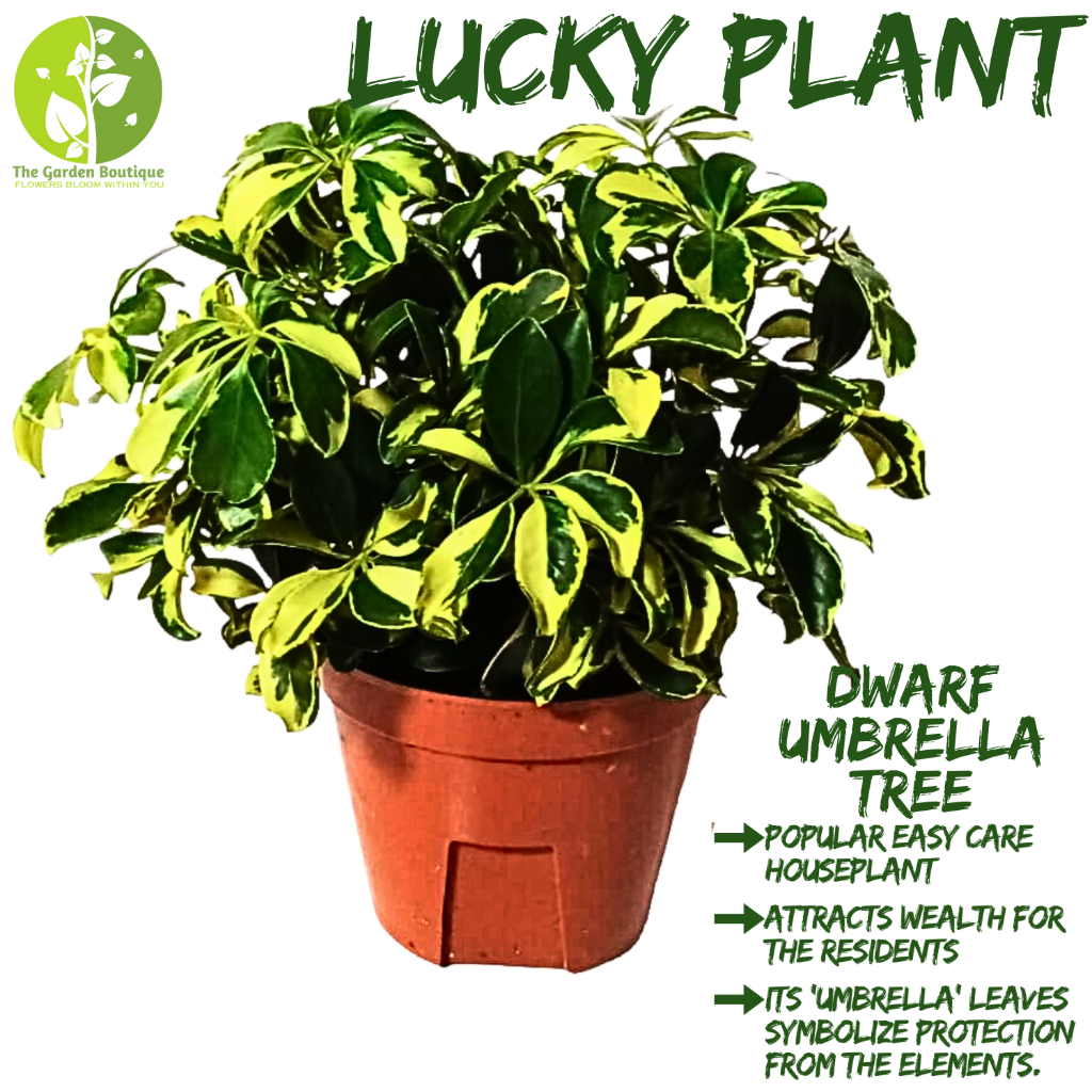 [Local Seller] Variegated Umbrella Plant Houseplant Indoor Plant Plant