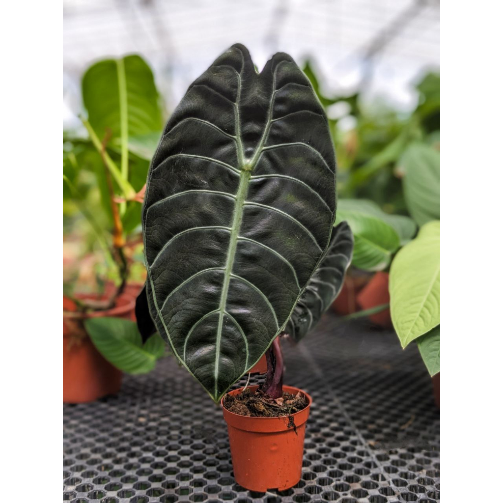 Alocasia Watsoniana Exotic Looking House Plant Shopee Singapore