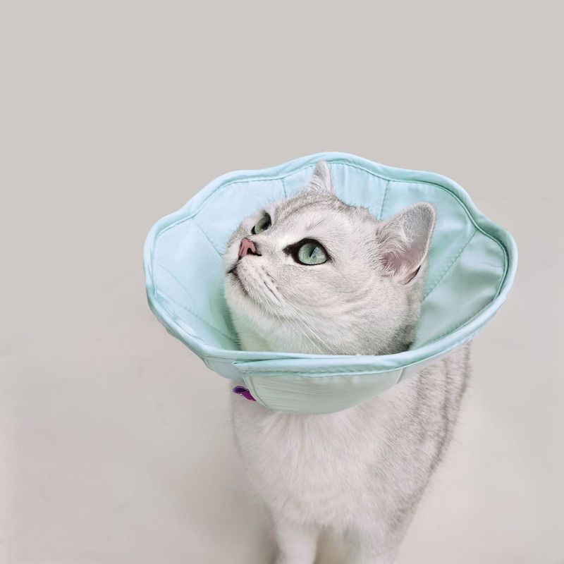 Cat hates 2024 cone collar