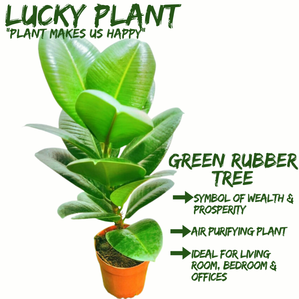 [Local Seller] Green Rubber Tree Houseplant Lucky Plant Indoor Plant Pot Size 14cm The Garden