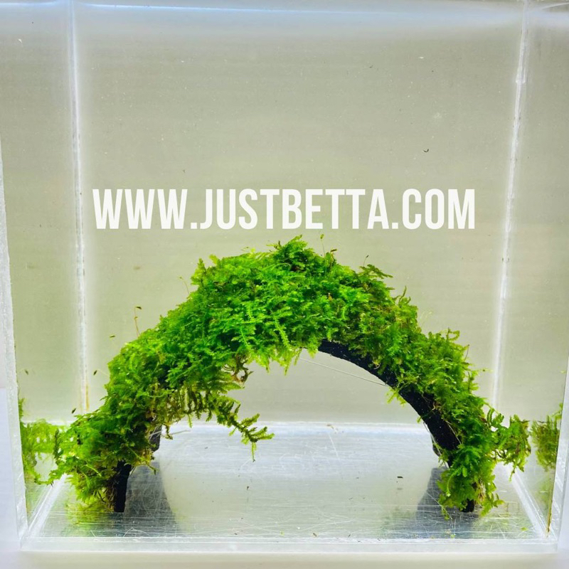 Moss Coconut Husk Bridge Live Aquatic Aquarium Plant Safe for Fish