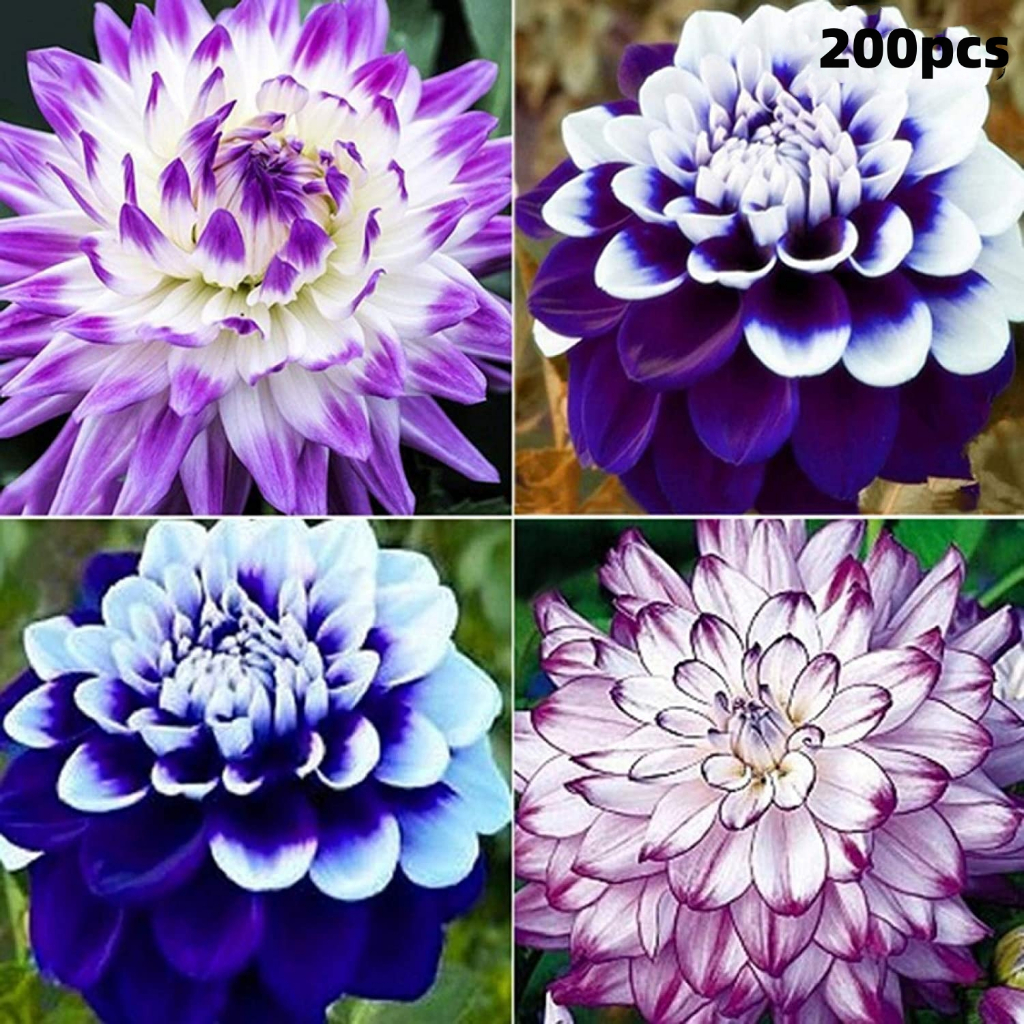 200Pcs/Bag Dahlia Seeds, Decorative Attract Birds Fast Growing Mixed