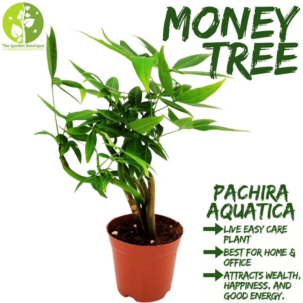 [Local Seller] Pachira Aquatica Money Tree 发财树 Houseplant Fresh Indoor ...
