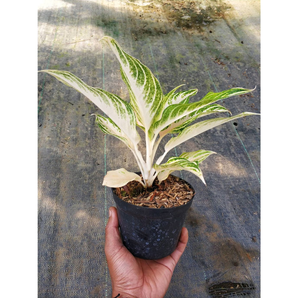 Sindo Illuminate Your Indoor Space with the Radiant Aglaonema Pink