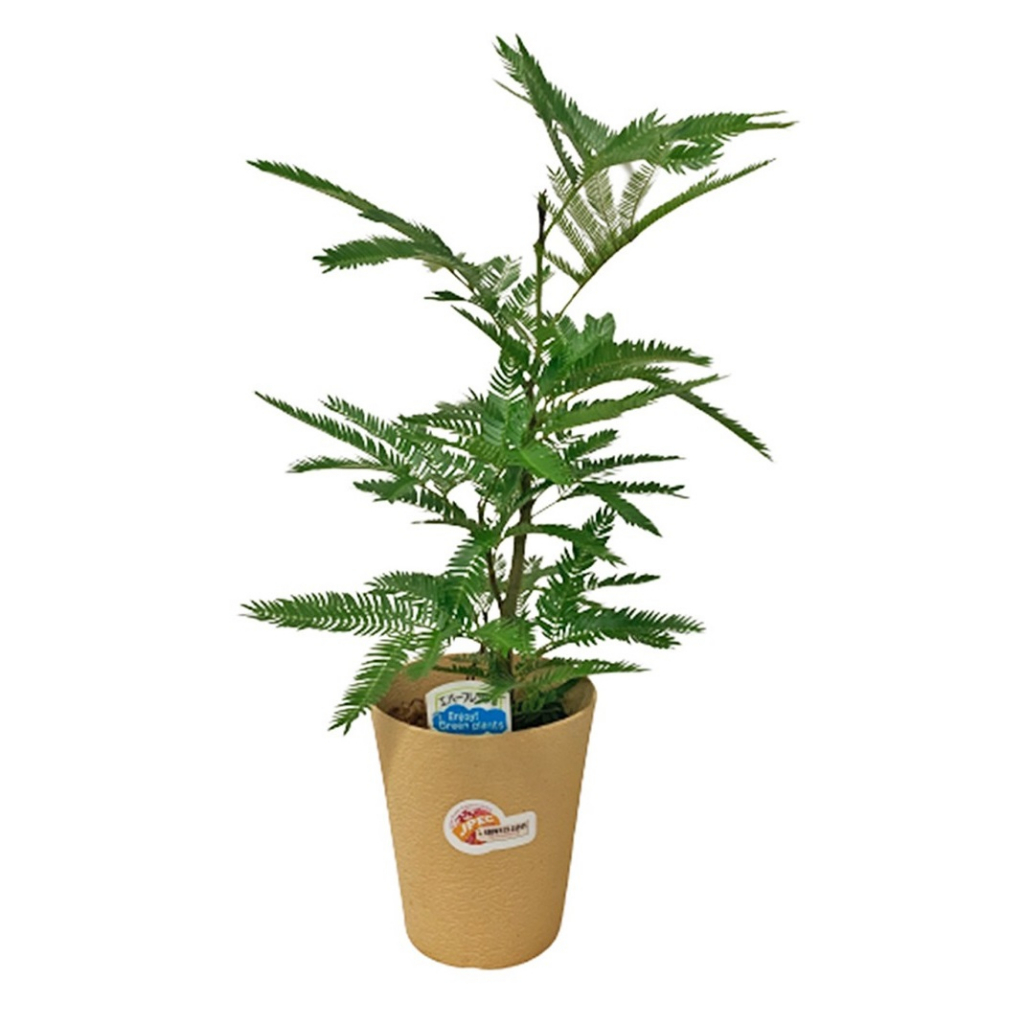(SG Seller) Everfresh Tree (Pithecellobium Confertum) Japan Shopee Singapore