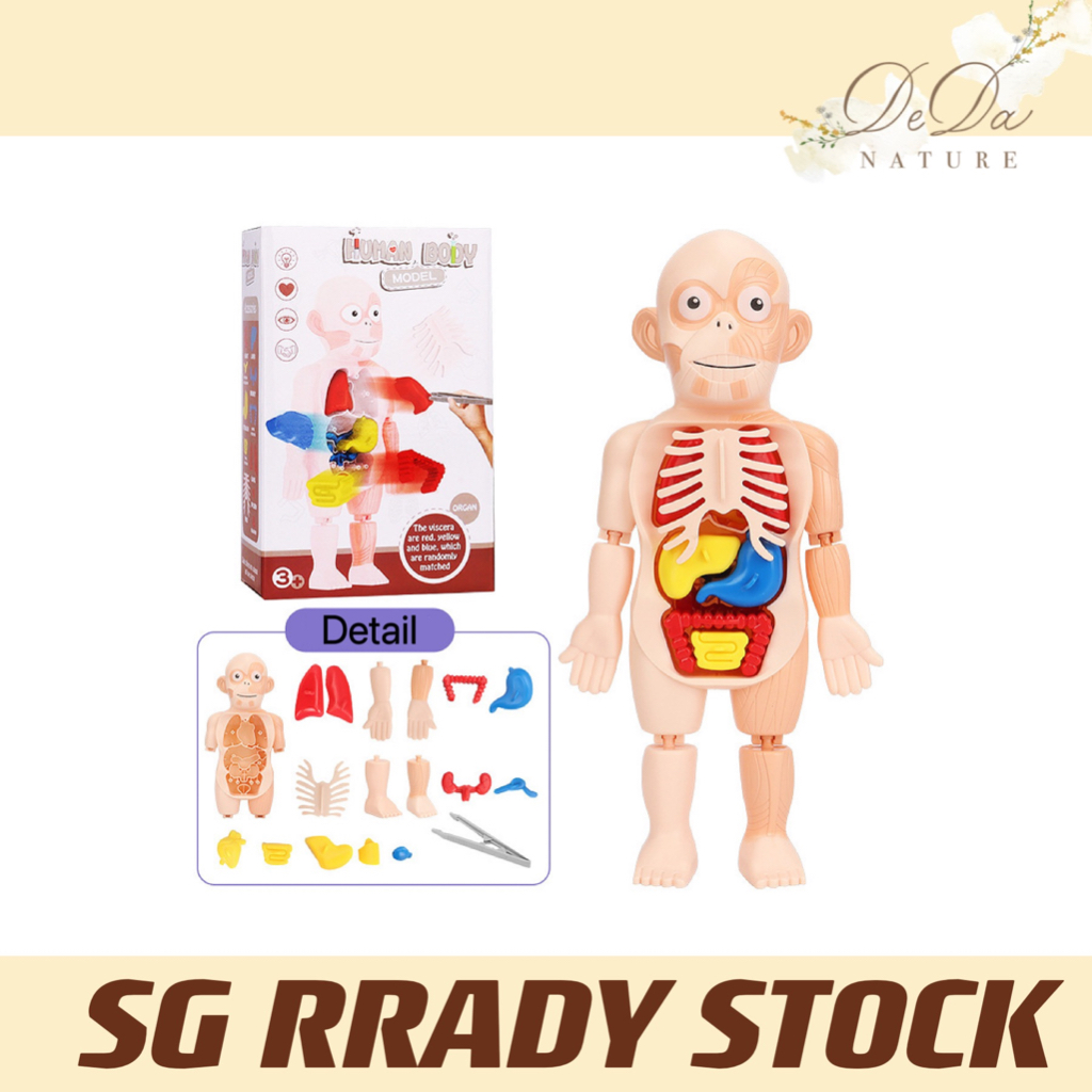 [SG Stock]STEM Montessori toy 3D Puzzle Human Body Anatomy Model for Kids Teaching Children