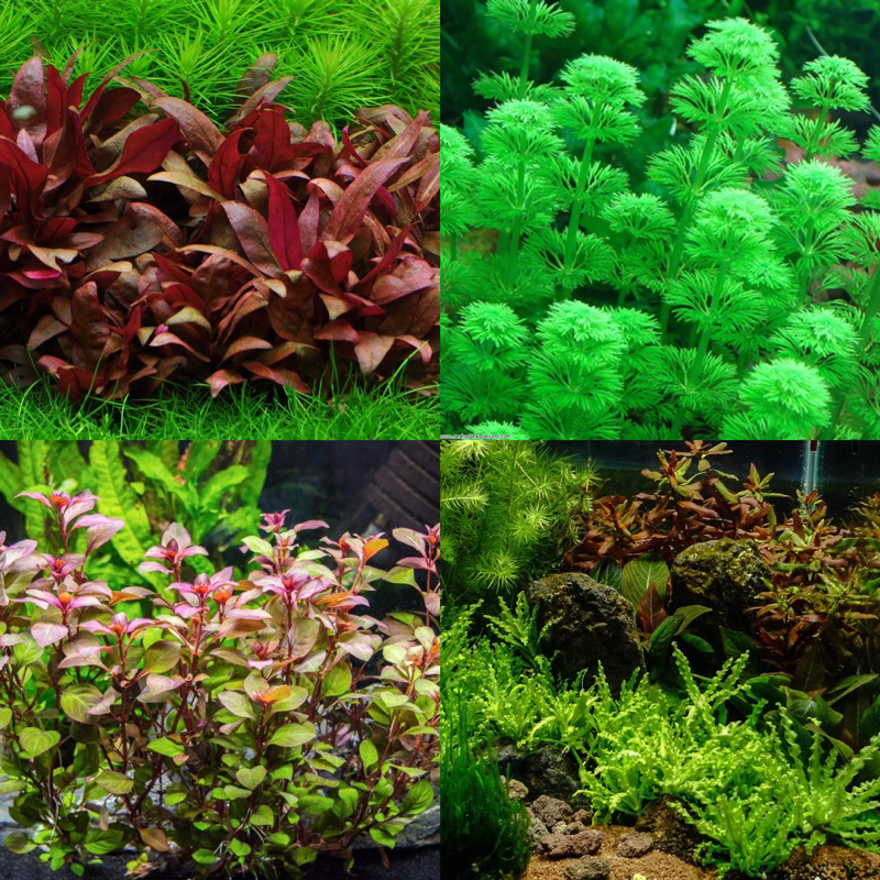 SG READY STOCK CHEAPEST Assorted Aquatic Plant in Ring (Live