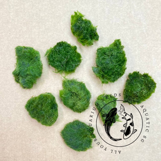 1pcs 2-3cm Marimo Moss Balls Live Aquarium Plant Algae Simulation Green  Algae Balls Artificial Plant Home Fish Tank Ornament