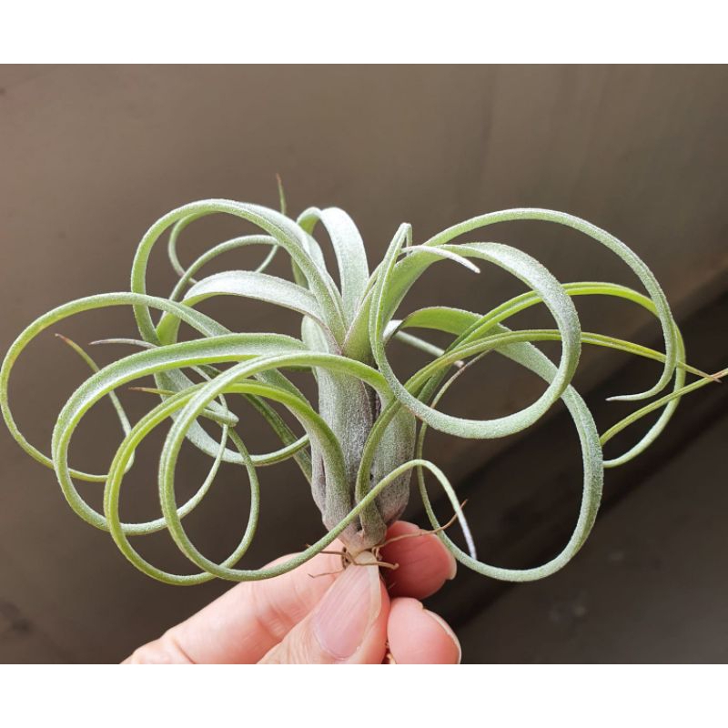 Tillandsie Balbisiana – Luftpflanze Ca. 20 Cm, Pflegeleicht, Ideal Zum Aufhängen Oder Befestigen