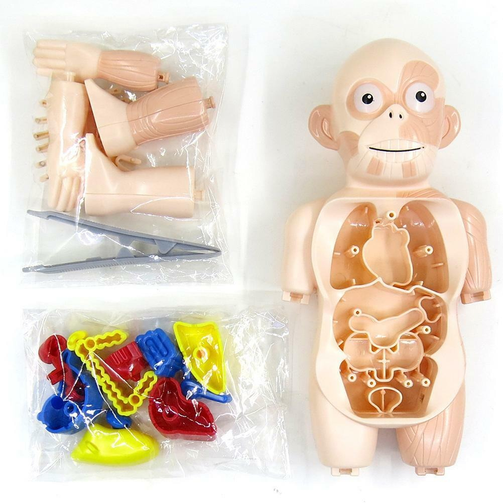 Kids Montessori 3D Puzzle Human Body Anatomy Model Learning Organ ...
