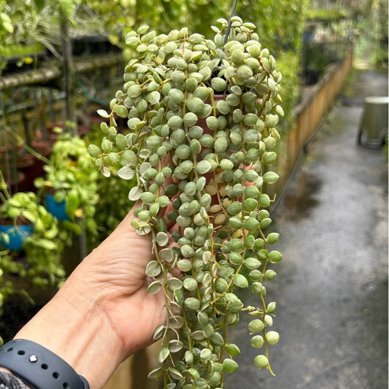 String of Nickels v. in 7cm Hanging Pot. Dischidia nummularia Variegata