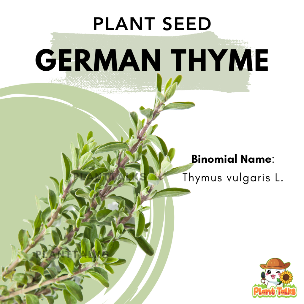 Plant Talks German Thyme Seed Organic Edible Herbs Shopee Singapore