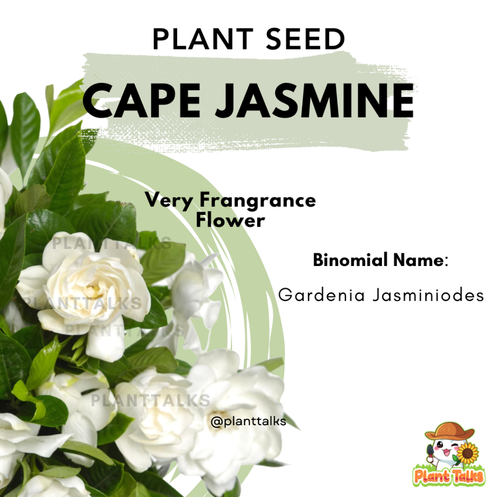 Plant Talks Cape Jasmine Flower Seed Rare Bonsai Seed Very Fragrance