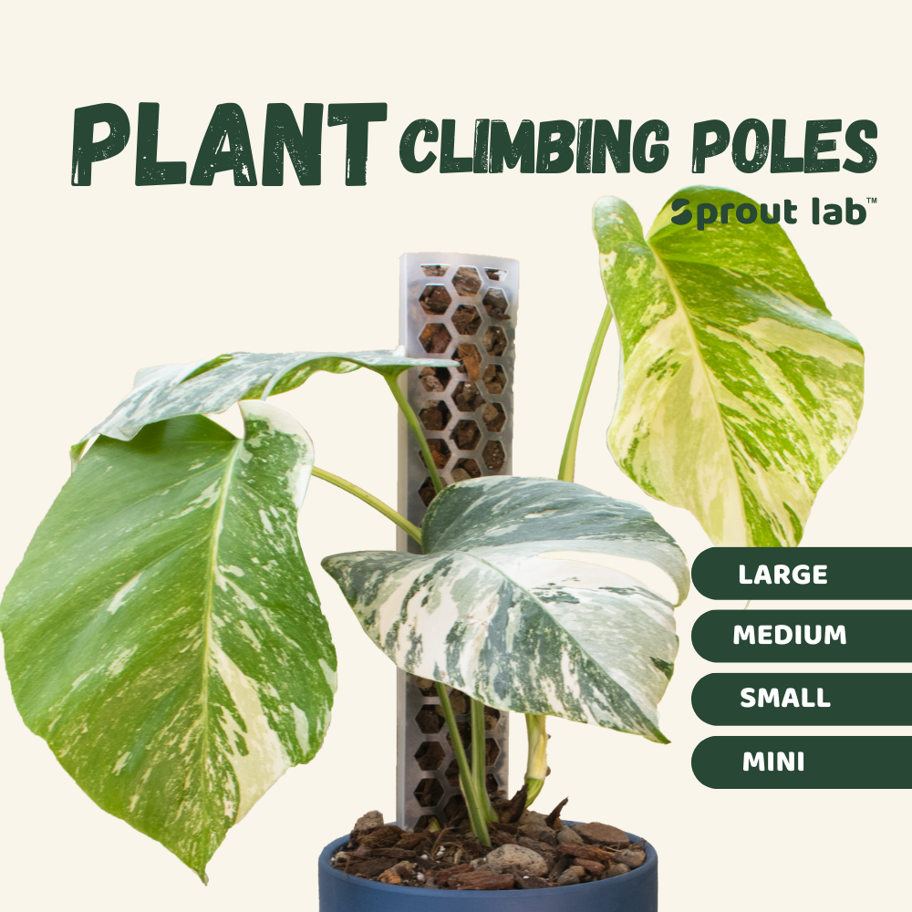 Sprout lab | Plant Climbing Pole for Aroids | Growing pole | Moss Pole ...