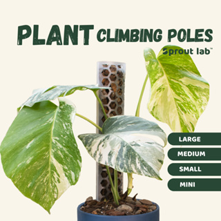 Monstera Moss Pole 24-inch Plant Support Poles Potted Plants Support Moss  Stick Ideal For Small/Medium Climbing Plants Indoor - AliExpress
