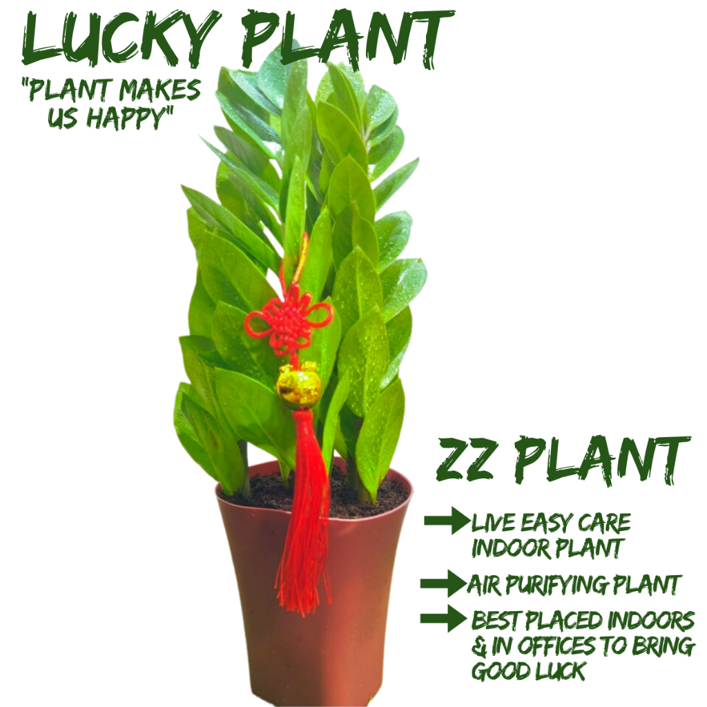 [Local Seller] Zamioculcas zamiifolia ZZ Plant Lucky Plant Indoor Plant