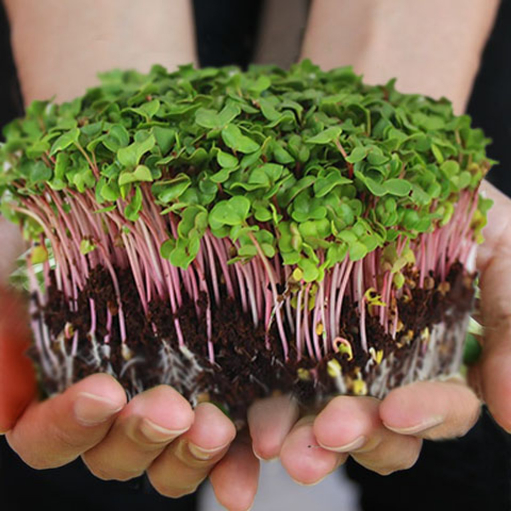 Pink Radish Sangriah Microgreen Seeds 10g Vegetable Heirloom Specially ...