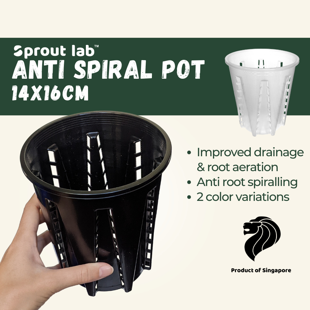 Sprout lab Anti Spiral Plant Pot Black & Clear for Aroids and