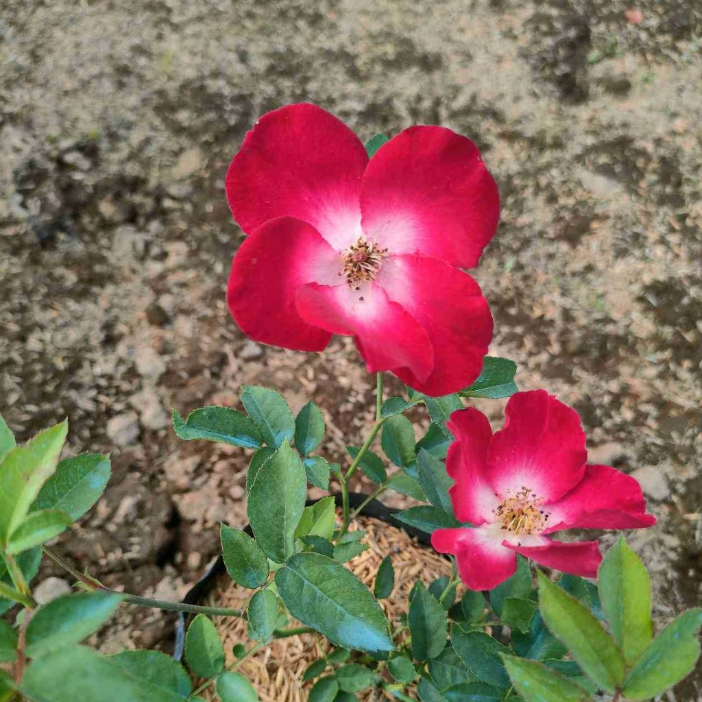 Climbing Rose Collection ( Red Flower ) : Vertical Beauty for Your ...