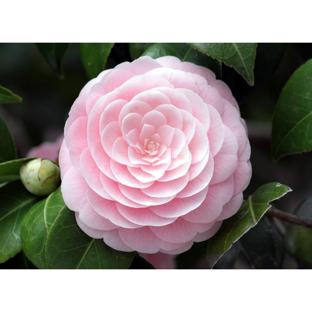 Sindo - Pink Perfection Japanese Camellia - Enhance Your Garden