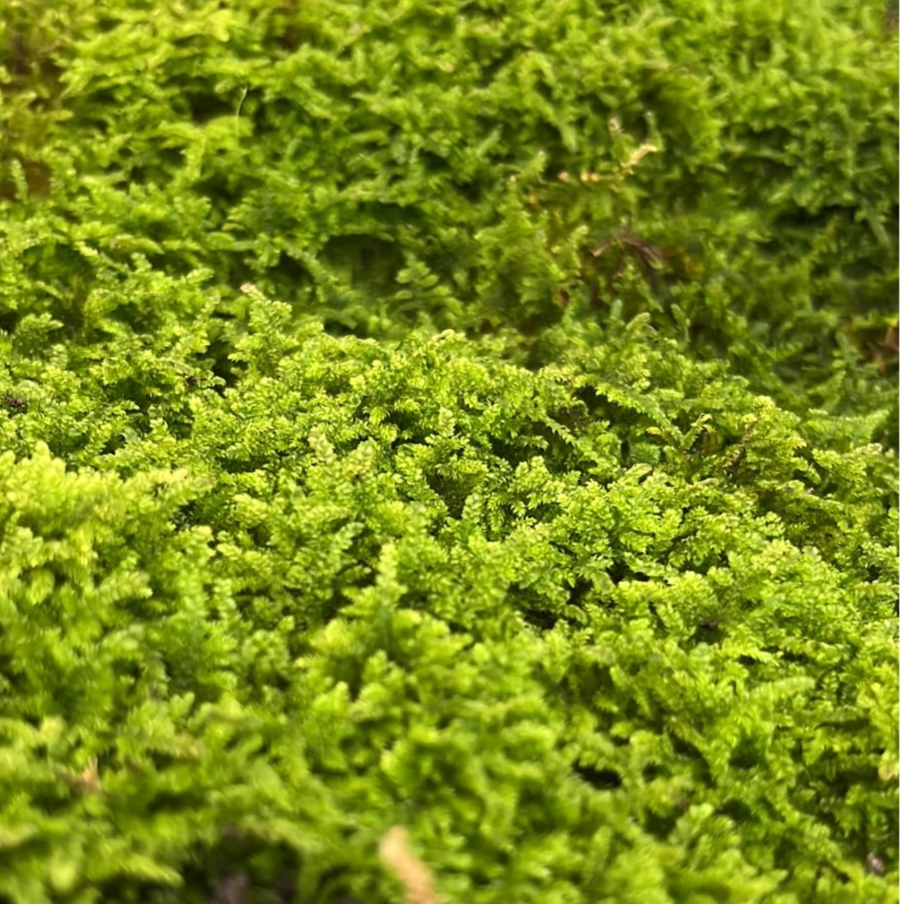 Moss Hypnum plumaeforme Wilson 大灰藓 | Shopee Singapore