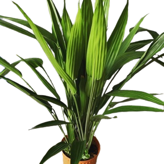 Lance Dracaena (0.6m approximately), Dracaena thalioides