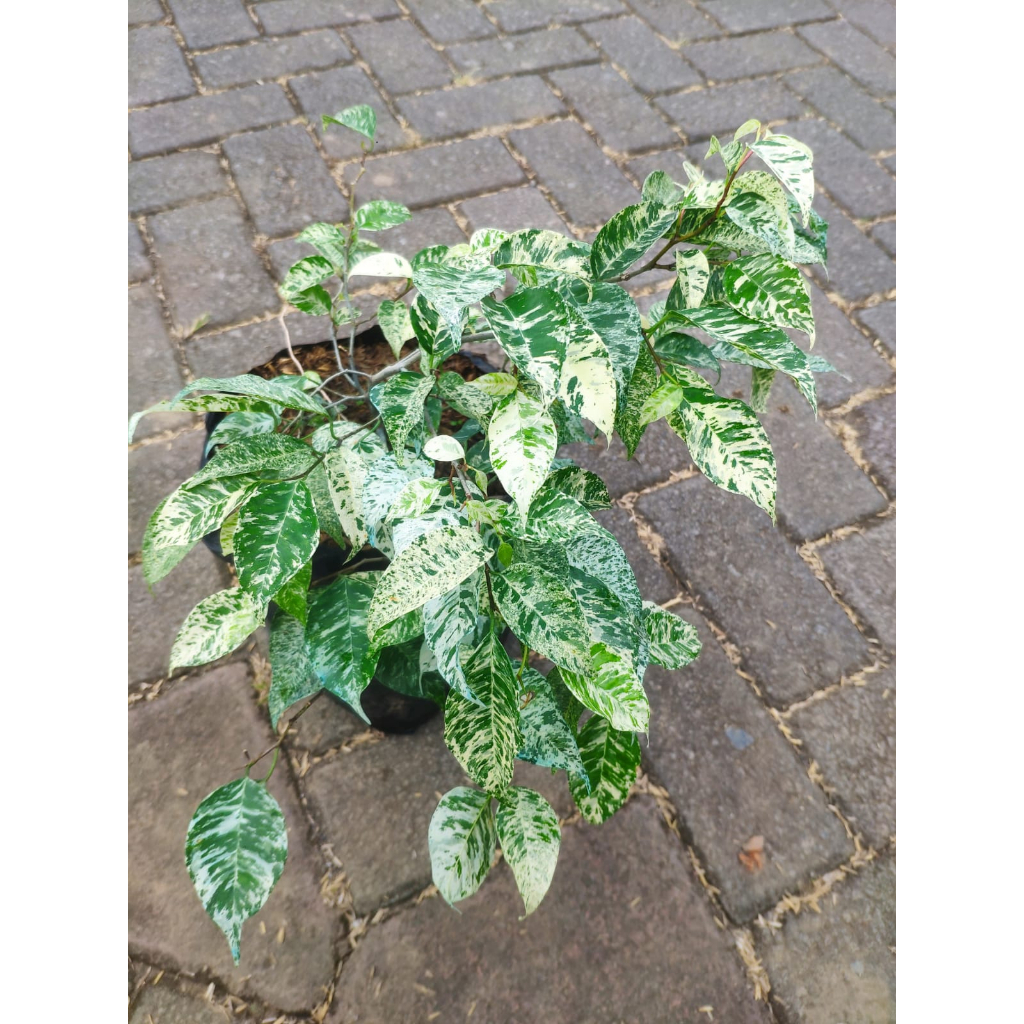 Variegated Ficus Variegata: Striking Foliage for Your Indoor Oasis ...
