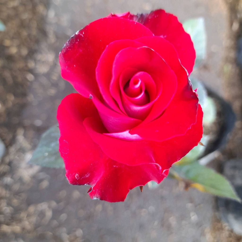 Sindo Caring for Grandiflora Roses Without Seasonal or Temperature