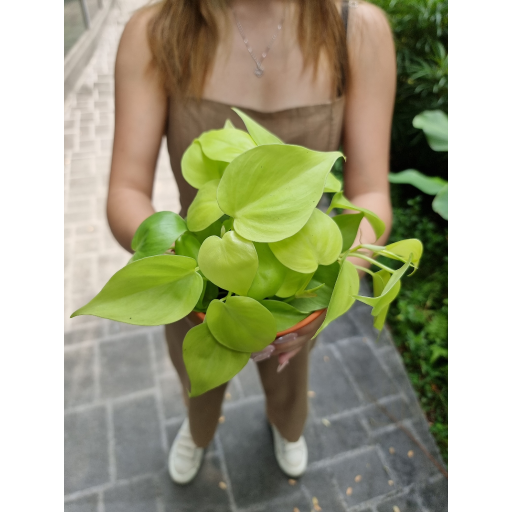 Philodendron - Scandens Var Gold [REAL PLANT] #supportlocal | Shopee  Singapore