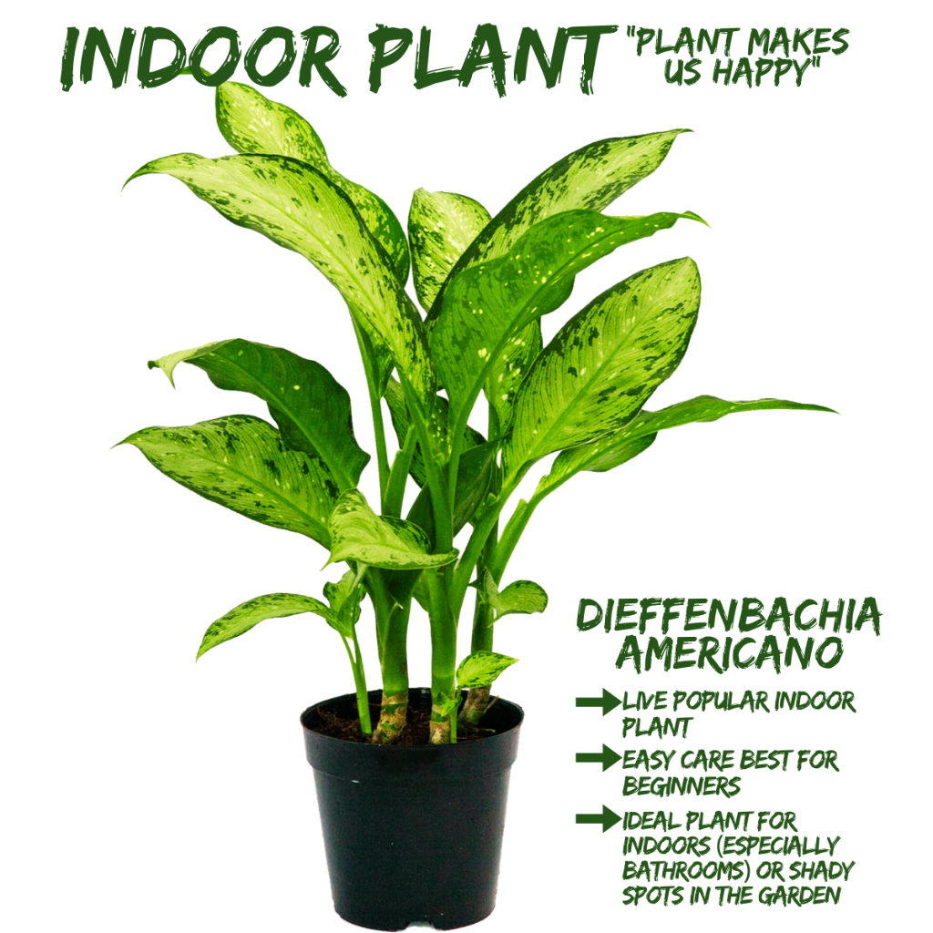 [Local Seller] Dieffenbachia Americano Houseplant Indoor Outdoor Plant ...