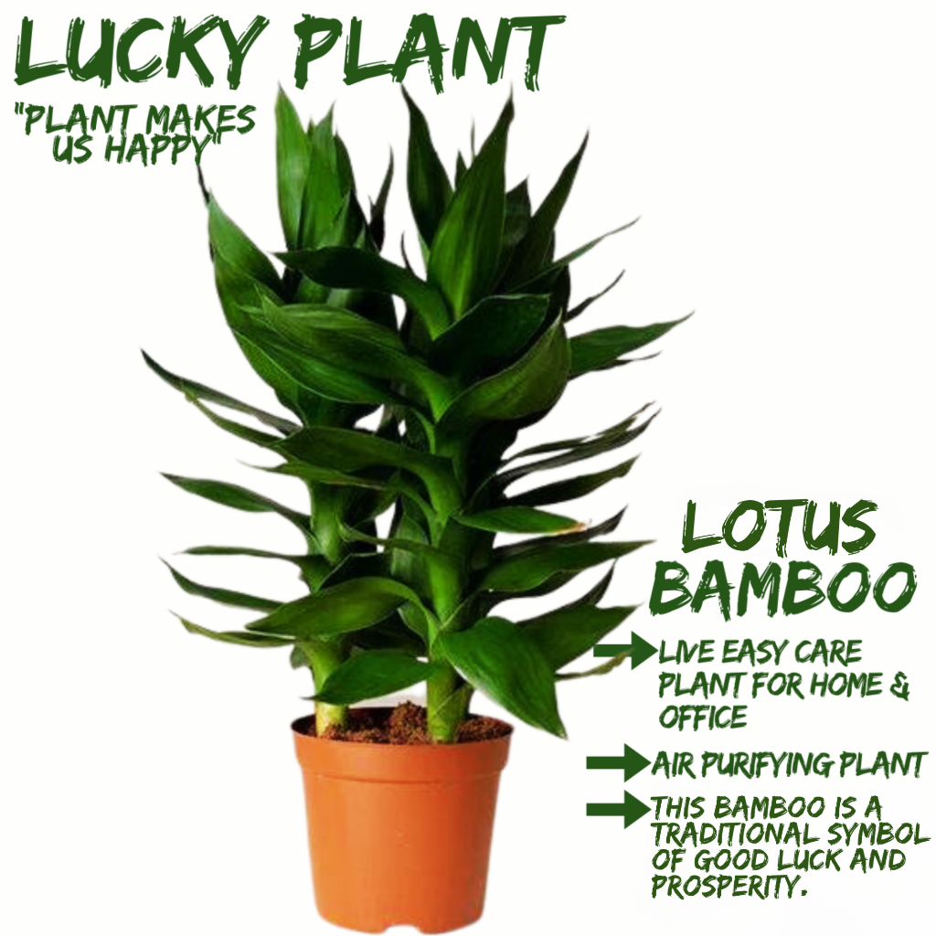 [Local Seller] Lotus Bamboo Houseplant Indoor Plant Fresh Outdoor plant