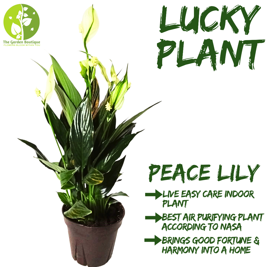 [Local Seller]Peace Lily Houseplant Lucky Plant Indoor Plant Lucky