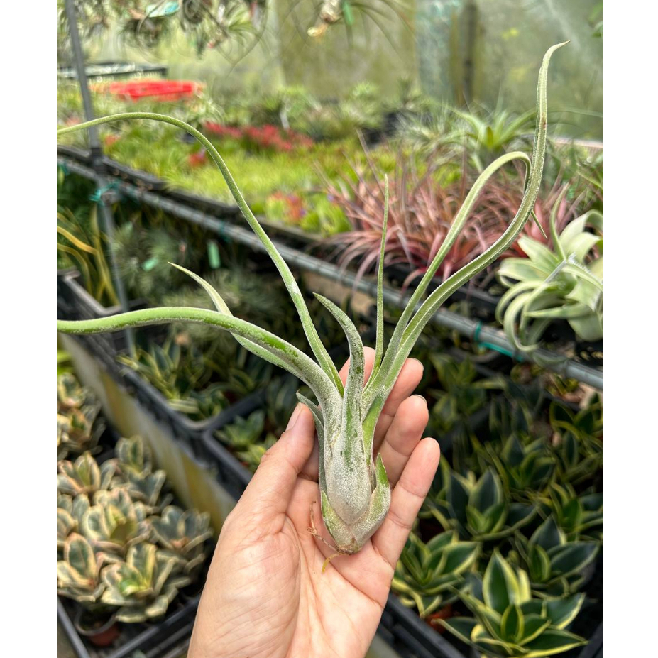 Tillandsia caput medusae (M) *Airplant* | Shopee Singapore