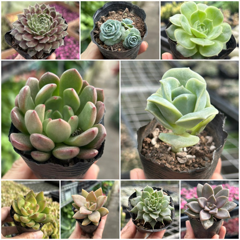 Compact Succulents in Polybag Selection *Succulent* *Gift* | Shopee ...