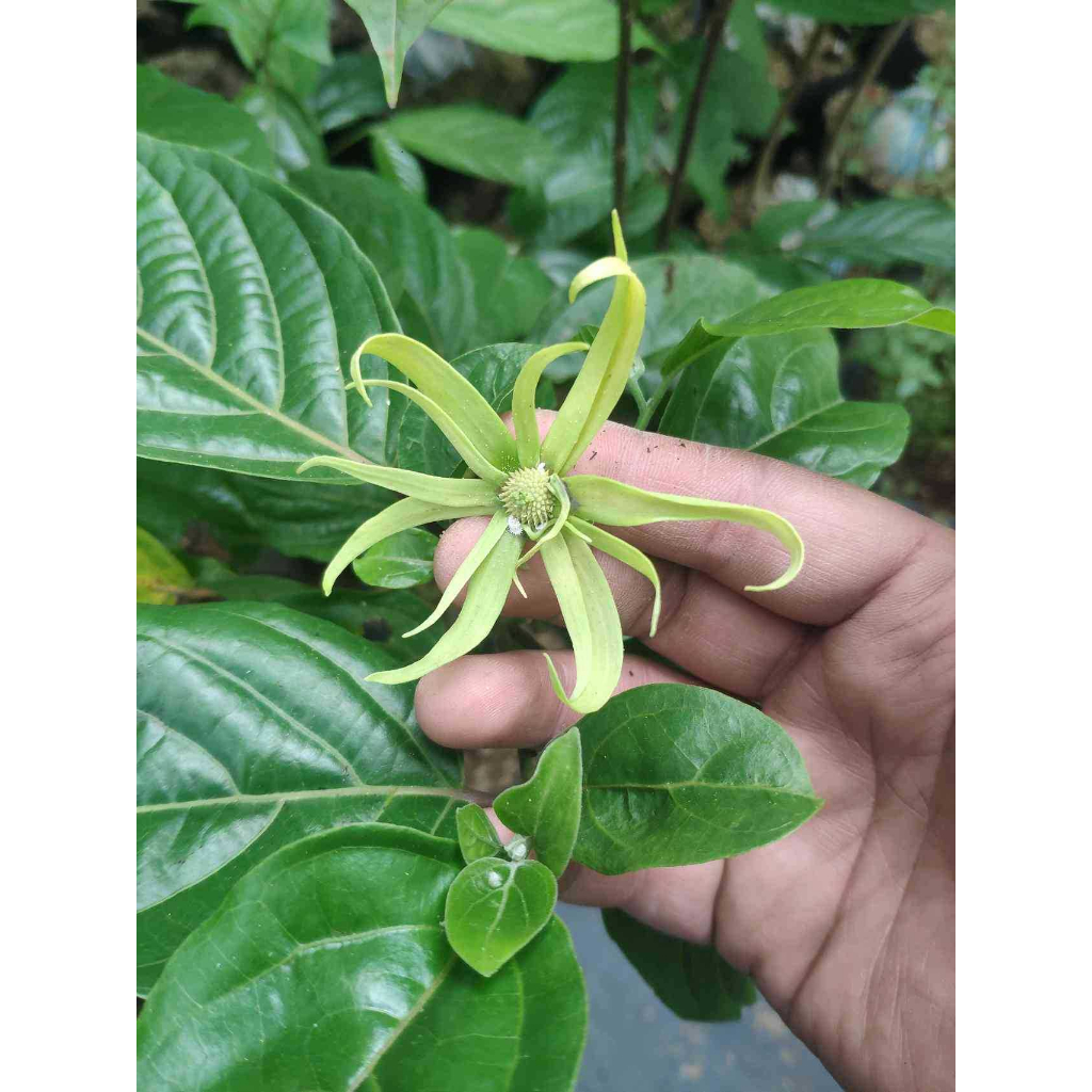 Cananga Odorata / Dwarf YlangYlang Tree Shopee Singapore