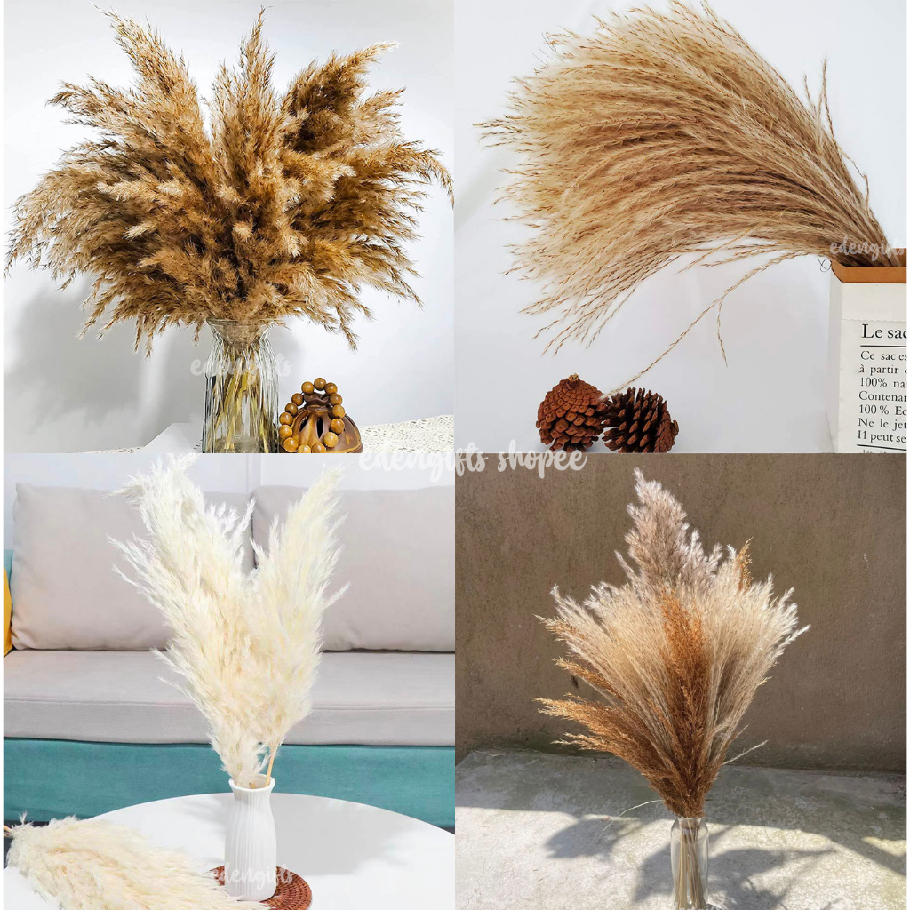 Pampas Reed Plumes preserved wholesale, everlasting flowers, birthday ...