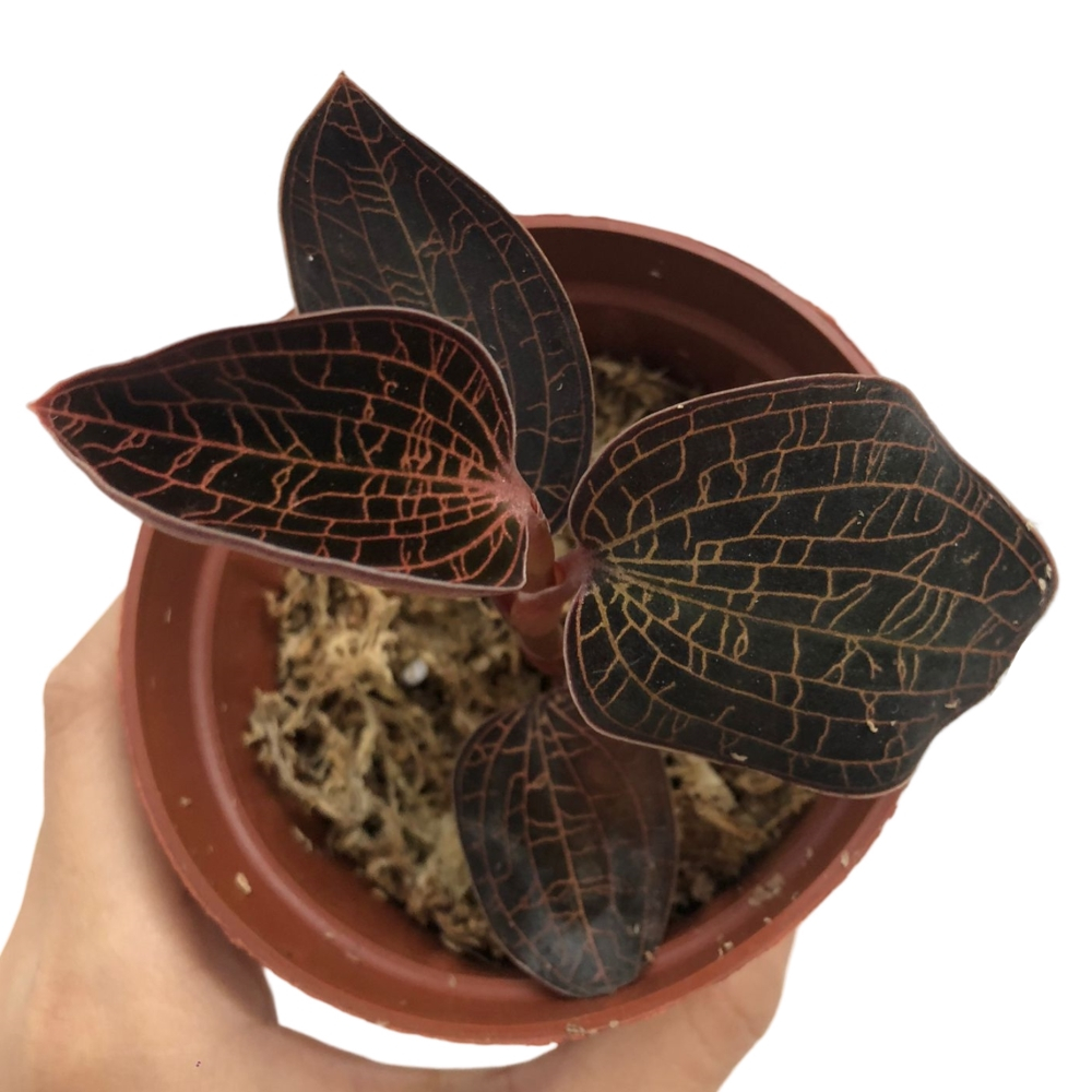 Jewel Orchid Macodes limii (0.10m)