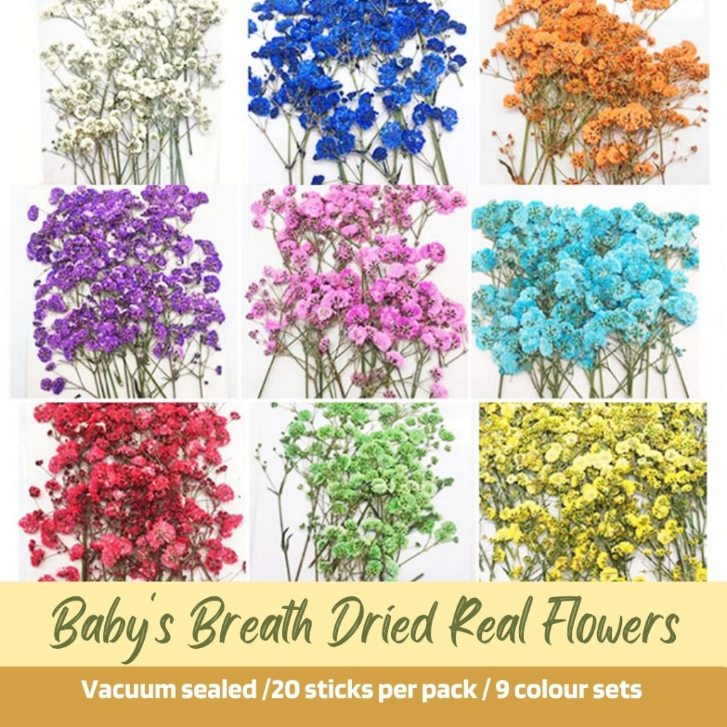 20 Pieces Baby's Breath Dried Press Flowers