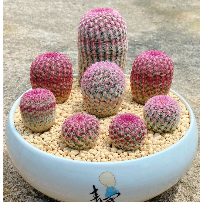 【SG STOCK】Potted Compact Cactus plants Selection *Succulent *Gift* Red ...