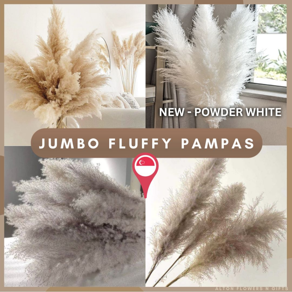 (JUMBO) Naturally Dried Fluffy Pampas Grass 140cm (PLEASE READ BEFORE