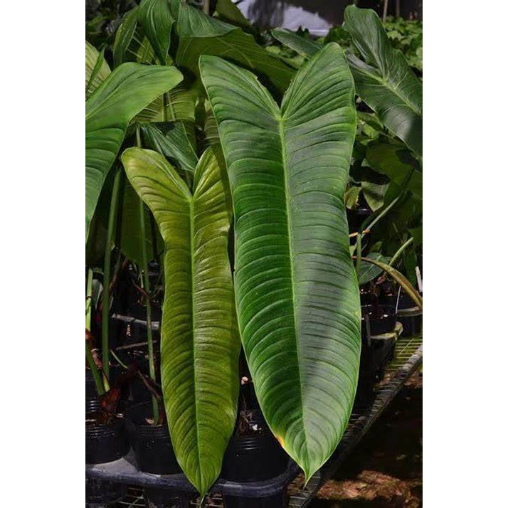 philodendron sodiroi ornatum Philodendron Sodiroi main image 1