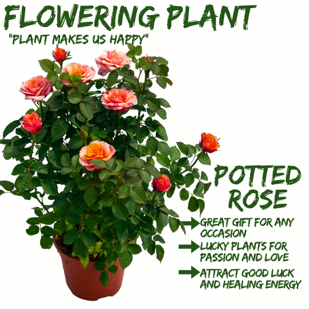 [Local Seller]Potted Roses Houseplant Fresh Flowers in Pots Indoor