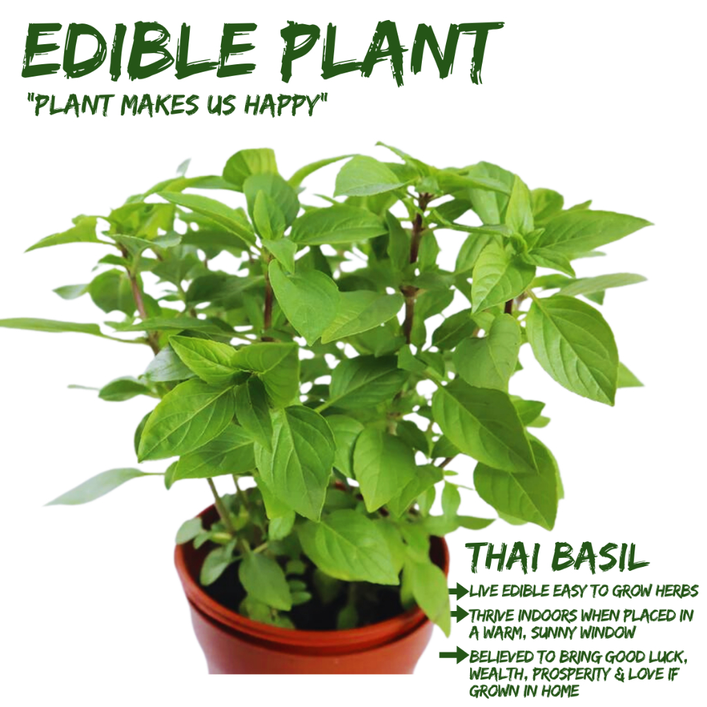 Local Seller Thai Basil Edible Fresh Herb Houseplant Indoor Plant