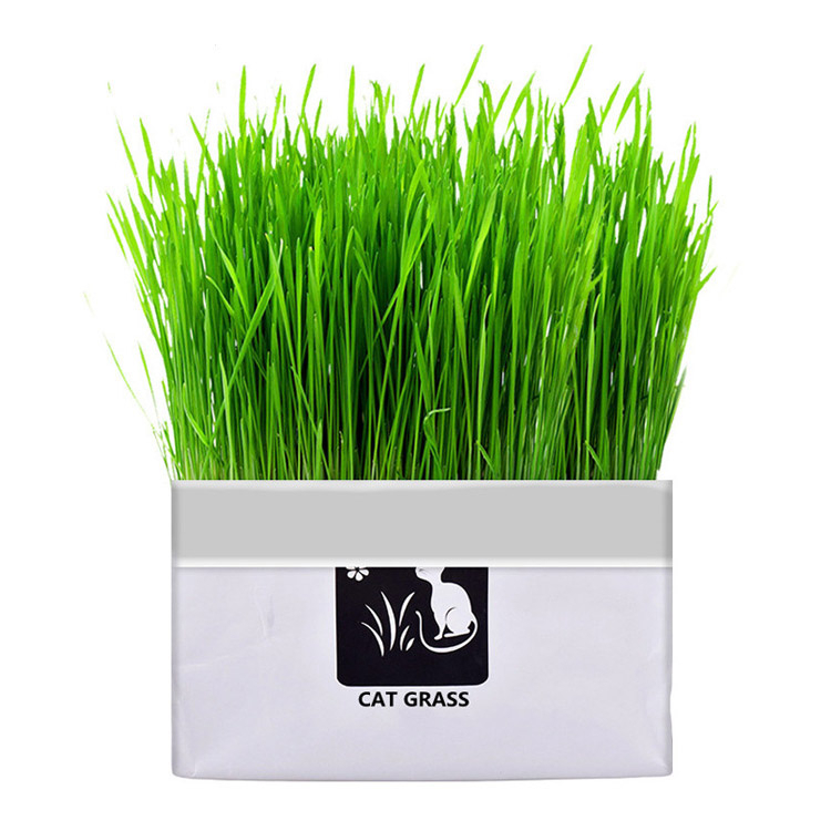 Natural Cat Grass Planting Kit Hairball Control Shopee Singapore