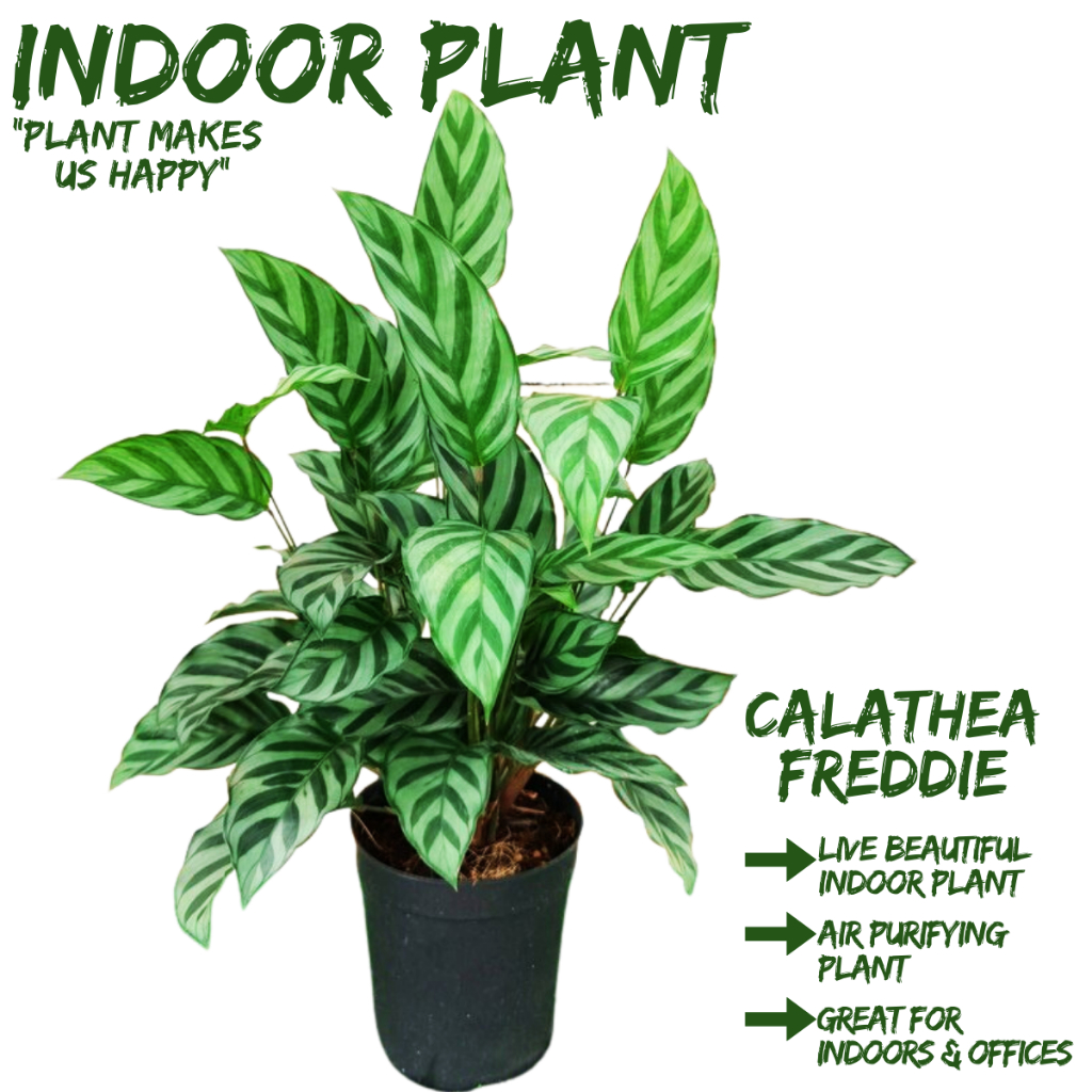 [Local Seller] Calathea Freddie Prayer Plant Houseplant Indoor Plant ...